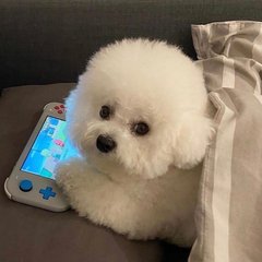 im token钱包ios