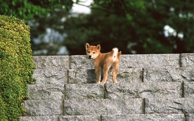 小蚁neo钱包imtoken